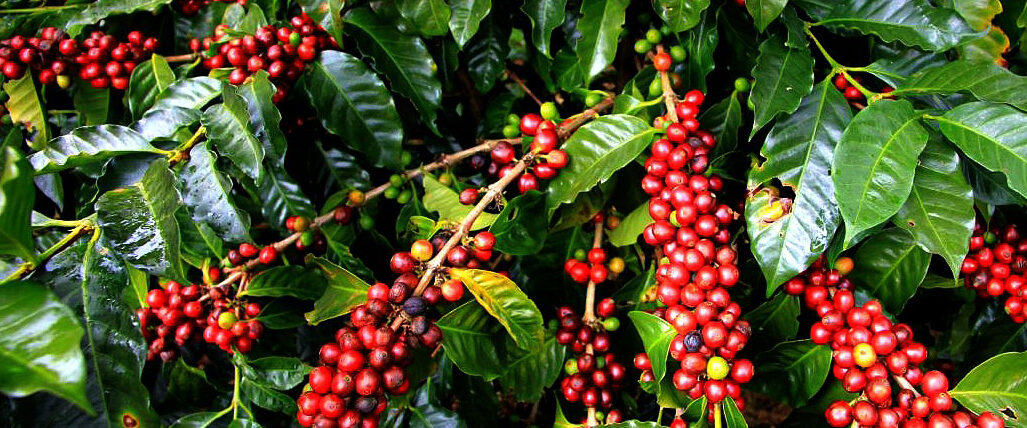 Red Coffee berries